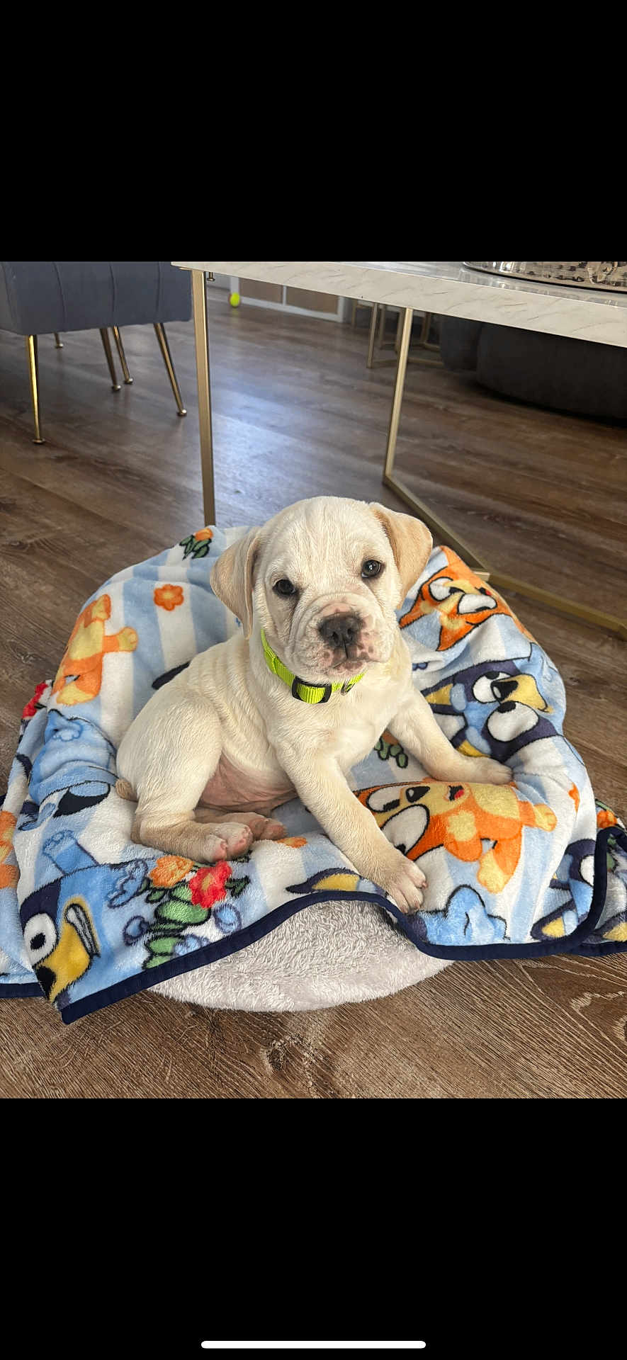 Bingo joined the competition — help win amazing prizes! puppy, dog, white_dog, blanket, colorful, cartoon_print, dog_bed, wooden_floor, indoor, pet, collar, neon_collar, cute, animal, fur, flooring, furniture, curious, young_dog, domestic_animal