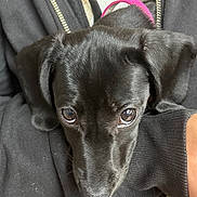 Maleficent is registered to the contest to win money with this photo: puppy, dog, black_dog, close_up, pet, animal, cute, eyes, fur, collar, person, arm, clothing, zipper, texture, indoor, resting, portrait, companion, adorable