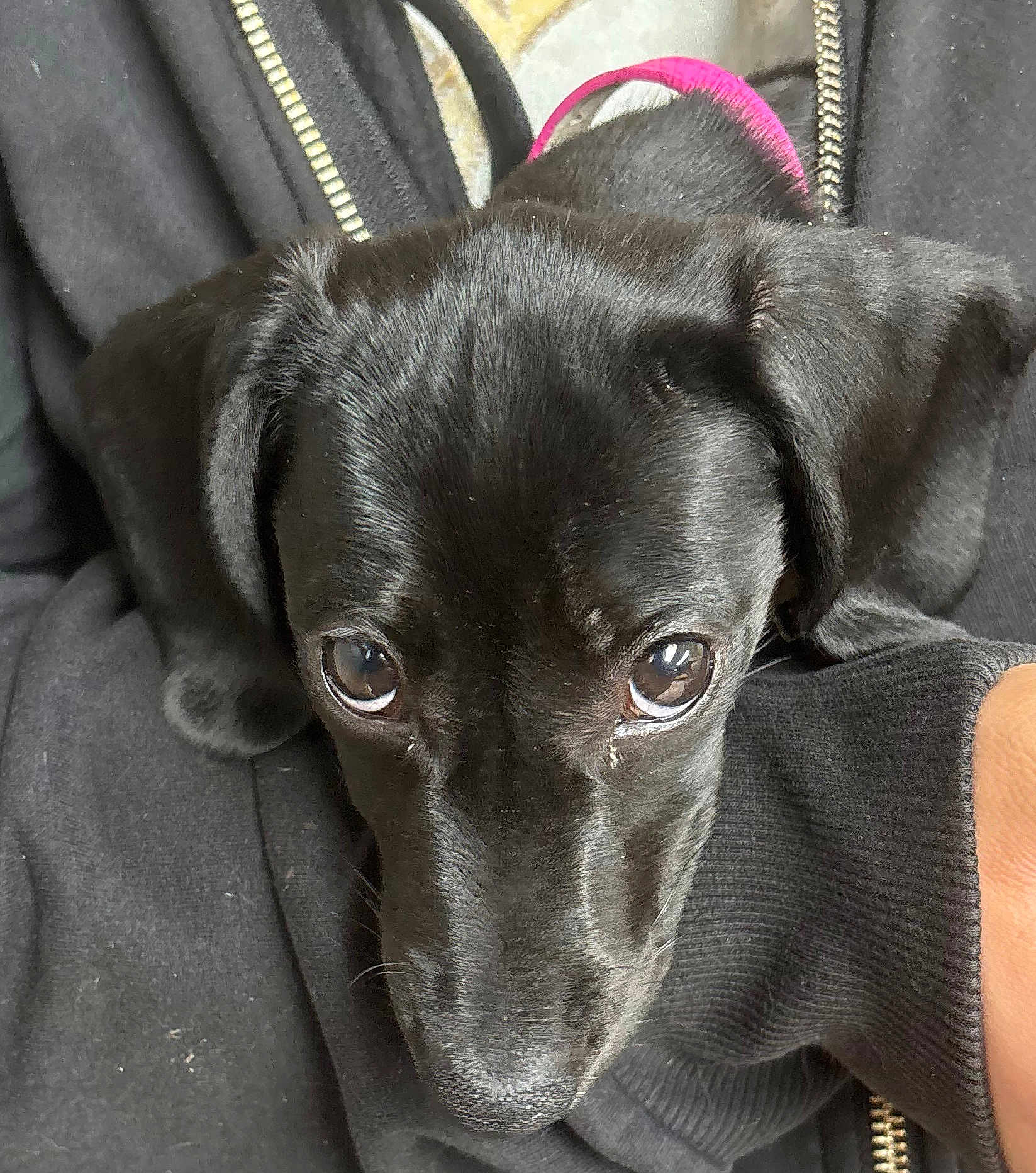 Maleficent is registered to the contest to win money with this photo: puppy, dog, black_dog, close_up, pet, animal, cute, eyes, fur, collar, person, arm, clothing, zipper, texture, indoor, resting, portrait, companion, adorable