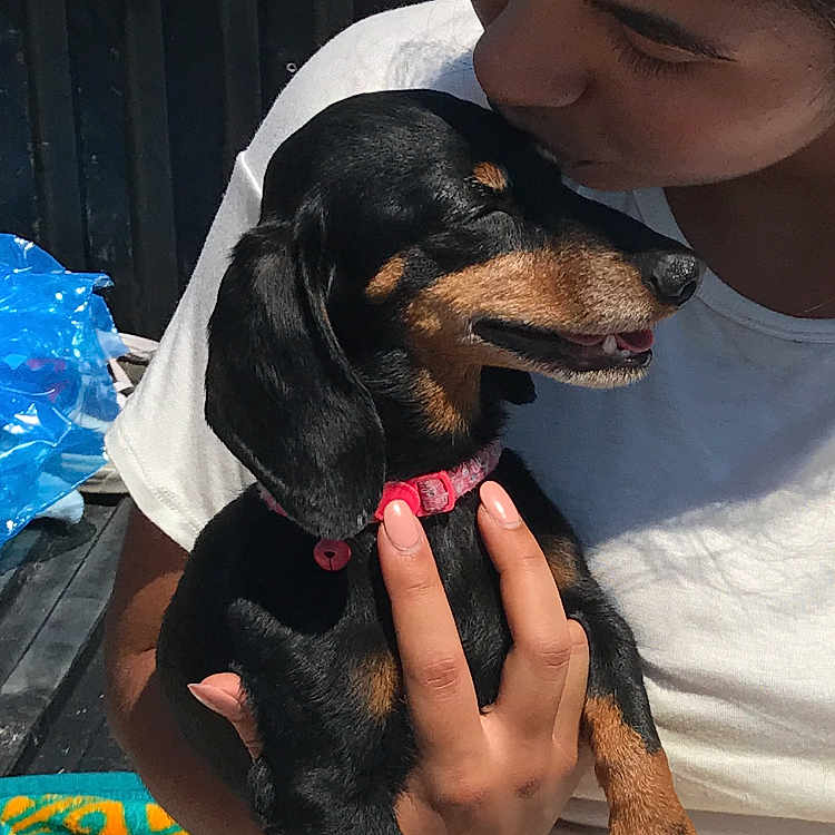 Ariel joined the competition — help win amazing prizes! austrian_black_and_tan_hound, black_and_tan_coonhound, carnivoran, dachshund, dobermann, dog, dog_breed, dog_breed_group, dog_like_mammal, guard_dog, huntaway, mammal, pinscher, polish_hunting_dog, puppy, snout, transylvanian_hound