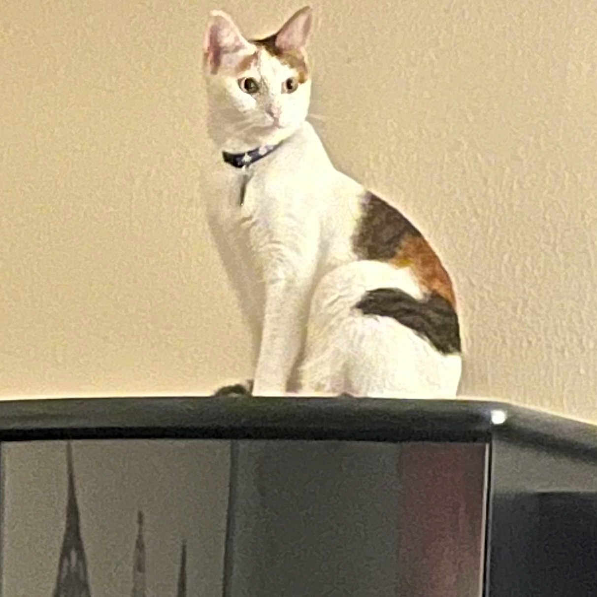Deonna joined the competition — help win amazing prizes! animal, calico, cat, collar, curious, domestic_animal, ears, feline, fur, furniture, home, indoor, looking_away, pet, quiet, sitting, still, wall, whiskers, wooden_cabinet