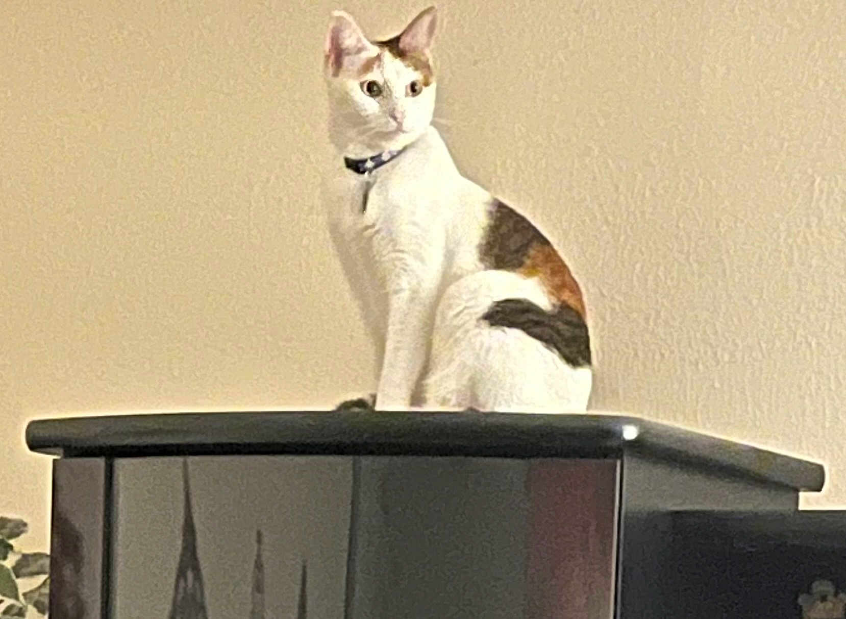 Deonna joined the competition — help win amazing prizes! cat, calico, feline, pet, indoor, curious, sitting, wooden_cabinet, furniture, domestic_animal, animal, fur, whiskers, ears, collar, looking_away, home, wall, quiet, still