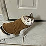 Deonna is registered to the contest to win money with this photo: cat, calico, pet, animal, fur, clothing, jacket, brown, white, black, tile_floor, door, indoor, curious, looking_back, domestic, cute, cozy, whiskers, ears