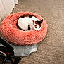 Deonna joined the competition — help win amazing prizes! cat, pet, indoor, bed, fluffy, pink_bed, carpet, resting, animal, feline, cozy, curled_up, quiet, comfortable, home, relaxation, fur, sleepy, calm, cute