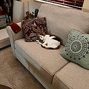 Deonna joined the competition — help win amazing prizes! cat, calico_cat, couch, sofa, pillow, window, blinds, carpet, living_room, indoor, decor, household_items, relaxed, pet, feline, home, furniture, resting, cozy, comfort