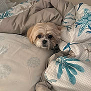 Sweetie is registered to the contest to win money with this photo: dog, small_dog, bed, blanket, pillow, cozy, indoor, pet, fur, cute, resting, canine, sleepy, comfort, home, animal, cute_pet, snuggled, fur_face, lying_down