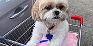 Sweetie Anfinson is registered to the contest to win money with this photo: dog, shopping_cart, pet, outdoor, parking_lot, car, blanket, animal, cute, small_dog, fur, collar, leash, metal, side_view, daylight, pavement, vehicle, pet_accessory, curious