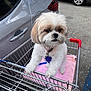 dog, shopping_cart, pet, outdoor, parking_lot, car, blanket, animal, cute, small_dog, fur, collar, leash, metal, side_view, daylight, pavement, vehicle, pet_accessory, curious