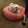 dog, small_dog, fluffy_dog, pet_bed, pink_bed, carpet, indoor, furniture_leg, caster_wheel, resting, cute, animal, companion, cozy, home, domestic, mammal, fur, relaxed, cute_pet