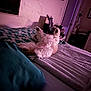 bed, blanket, cozy, dog, door, fluffy, fur, home, indoor, nightstand, paw_pads, paws_up, pet, pillow, purple_light, relaxed, resting, room, sleeping, white_fur