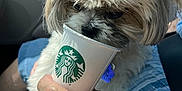 Sweetie Anfinson is registered to the contest to win money with this photo: animal, blue_clothing, car_interior, casual, close_up, curious, daylight, dog, elderly_hand, fluffy, hand, human_hand, pet, seated, small_dog, sniffing, starbucks_cup, sunlight, window, wrinkles