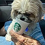 dog, small_dog, fluffy, starbucks_cup, hand, elderly_hand, car_interior, window, sunlight, blue_clothing, pet, close_up, curious, sniffing, seated, casual, daylight, wrinkles, human_hand, animal
