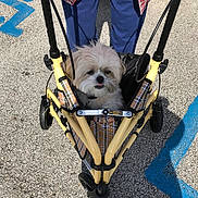Sweetie Anfinson joined the competition — help win amazing prizes! dog, stroller, plaid, yellow, pavement, blue_pants, red_shirt, person, shadow, outdoor, sunny, small_dog, pet, wheel, handicap_parking, tongue_out, fur, comfortable, cute, animal