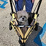 dog, stroller, plaid, yellow, pavement, blue_pants, red_shirt, person, shadow, outdoor, sunny, small_dog, pet, wheel, handicap_parking, tongue_out, fur, comfortable, cute, animal