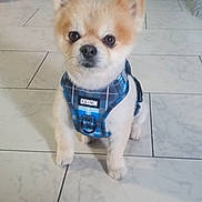 Tjay joined the competition — help win amazing prizes! animal, blue_harness, canine, companion, cute, dog, domestic_animal, floor, fluffy, friendly, fur, harness, indoor, looking_up, pet, plaid, puppy, sitting, small_dog, tile_floor