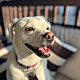 dog, white_dog, pet, collar, tongue_out, happy, sunlight, outdoor, cushion, chair, wooden_railing, close_up, portrait, animal, smiling, domestic_animal, daylight, fur, canine, friendly