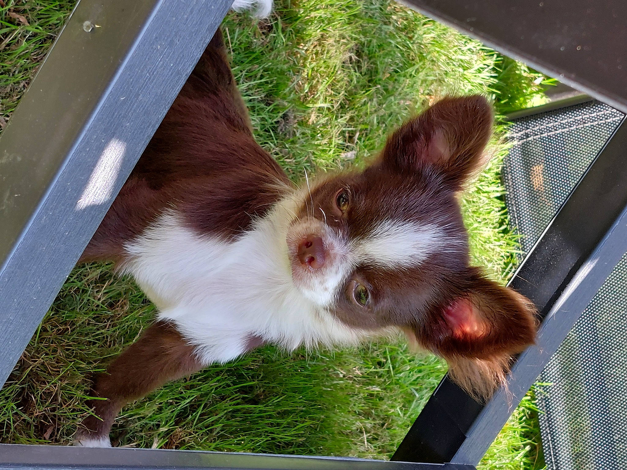 Booh a rejoint le concours — aidez-le/la à gagner de superbes lots ! carnivore, fawn, felidae, fur, grass, liver, mesh, plant, small_to_medium_sized_cats, snout, tail, terrestrial_animal, whiskers, wildlife, window, windshield