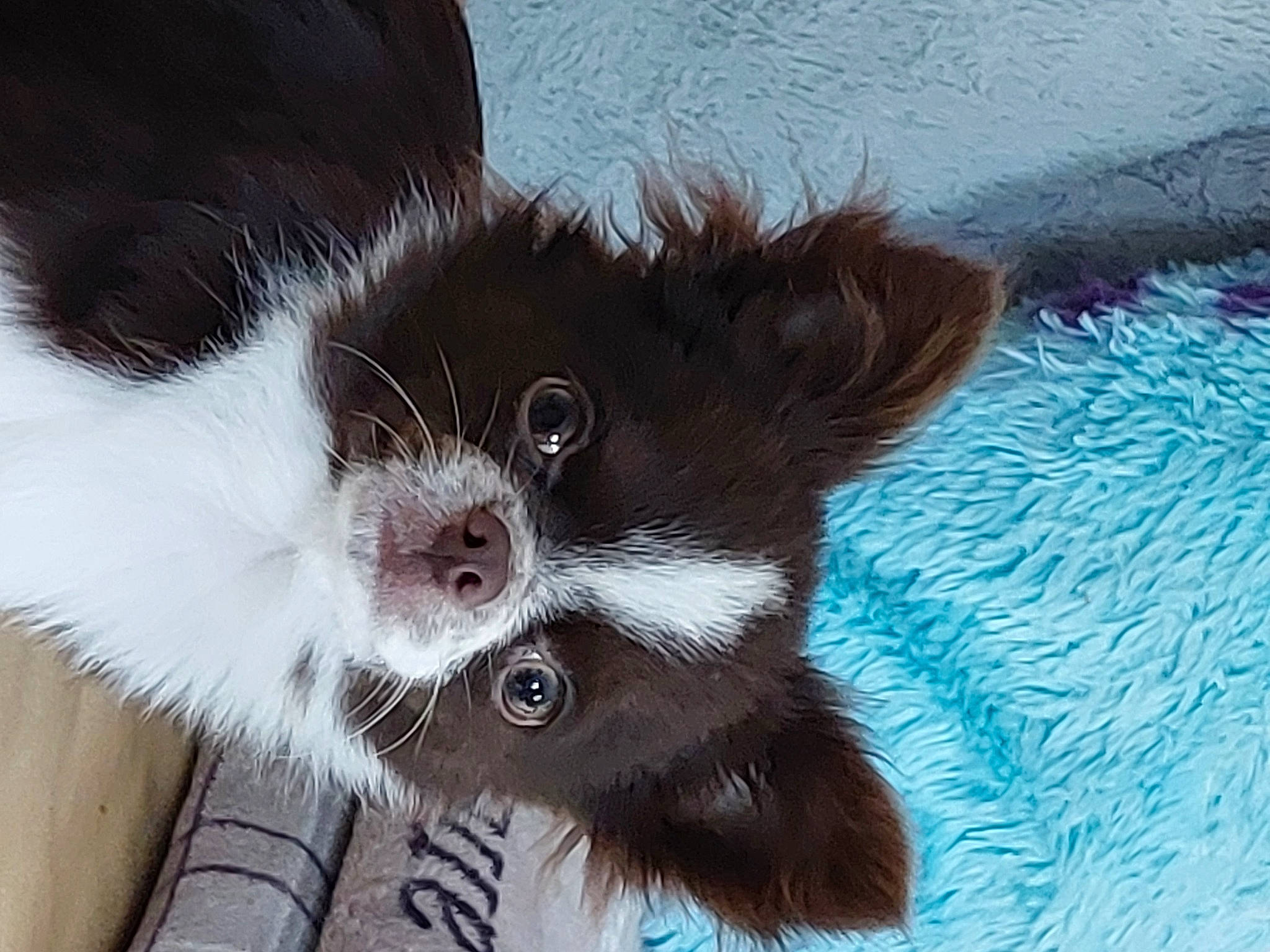 Booh participe au concours pour gagner de l'argent avec cette photo : canidae, carnivore, cat, claw, companion_dog, dog_breed, electric_blue, felidae, foot, fur, paw, small_to_medium_sized_cats, snout, sporting_group, tail, terrestrial_animal, whiskers, working_animal