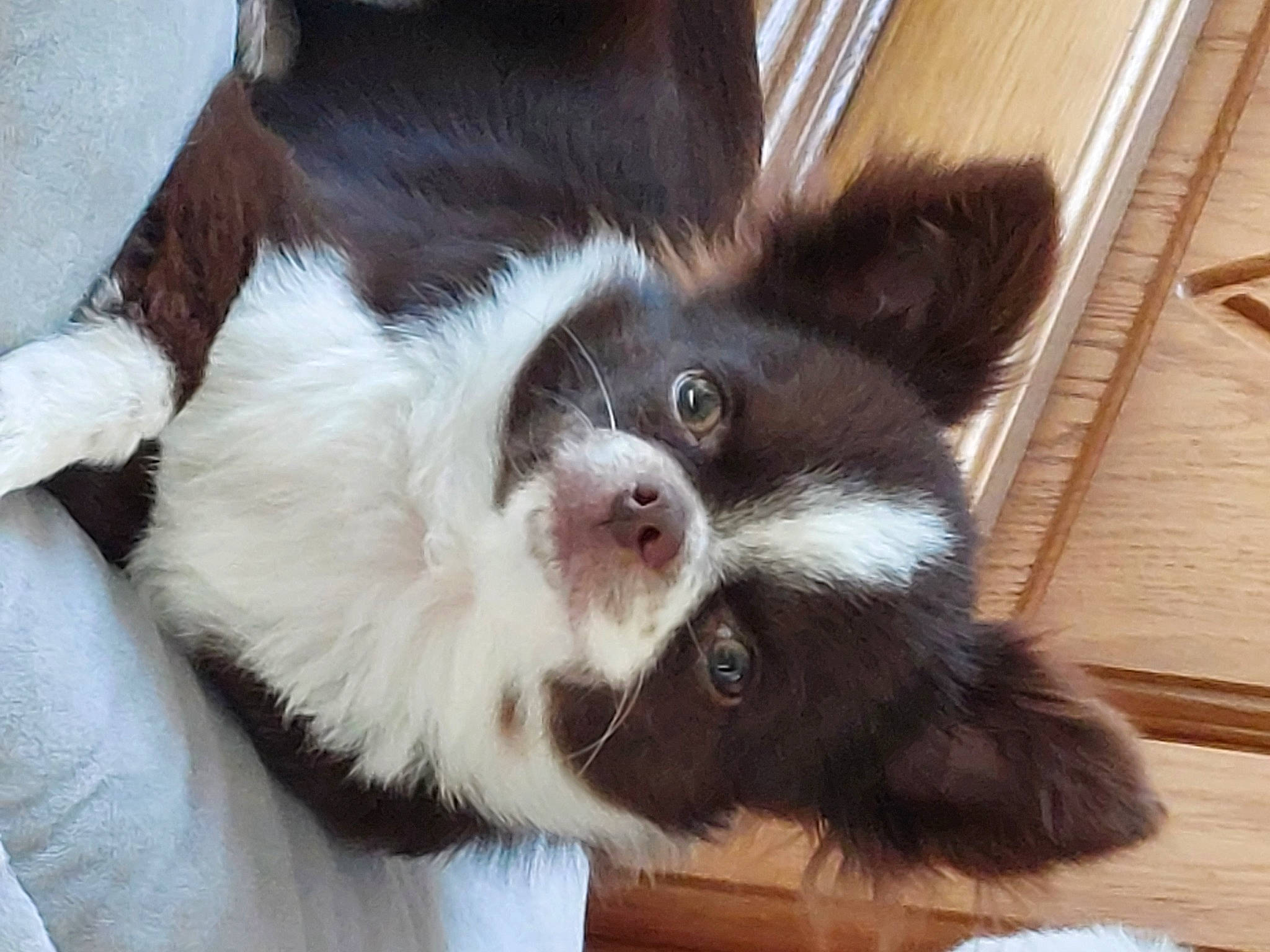 Booh a rejoint le concours — aidez-le/la à gagner de superbes lots ! carnivore, companion_dog, dog, dog_breed, foot, fur, hardwood, liver, natural_material, snout, sporting_group, terrestrial_animal, whiskers, wood, working_animal