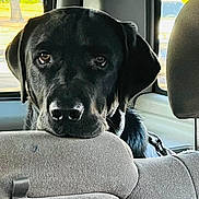 Arlo is registered to the contest to win money with this photo: backseat, black_dog, car_interior, close_up, dog, eyes, fur, gaze, headrest, labrador_retriever, leash, muzzle, nose, pet, portrait, sad_eyes, seat, travel, vehicle, window