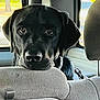 backseat, black_dog, car_interior, close_up, dog, eyes, fur, gaze, headrest, labrador_retriever, leash, muzzle, nose, pet, portrait, sad_eyes, seat, travel, vehicle, window