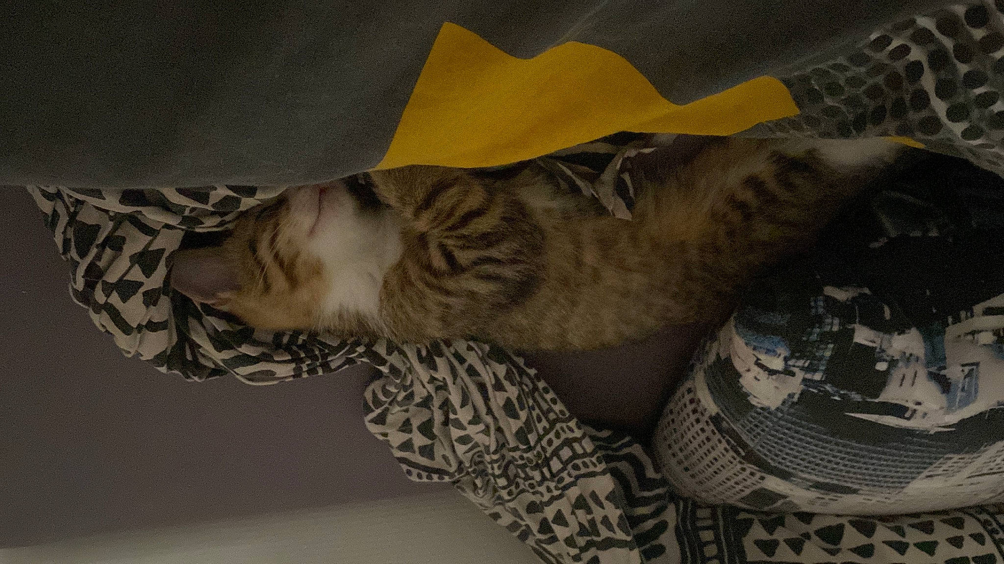 Tchoupi a rejoint le concours — aidez-le/la à gagner de superbes lots ! art, artifact, automotive_wheel_system, big_cats, camouflage, fashion_accessory, felidae, human_leg, linens, metal, military_camouflage, pattern, sculpture, sleeve, small_to_medium_sized_cats, tail, tree, visual_arts, wing, wood