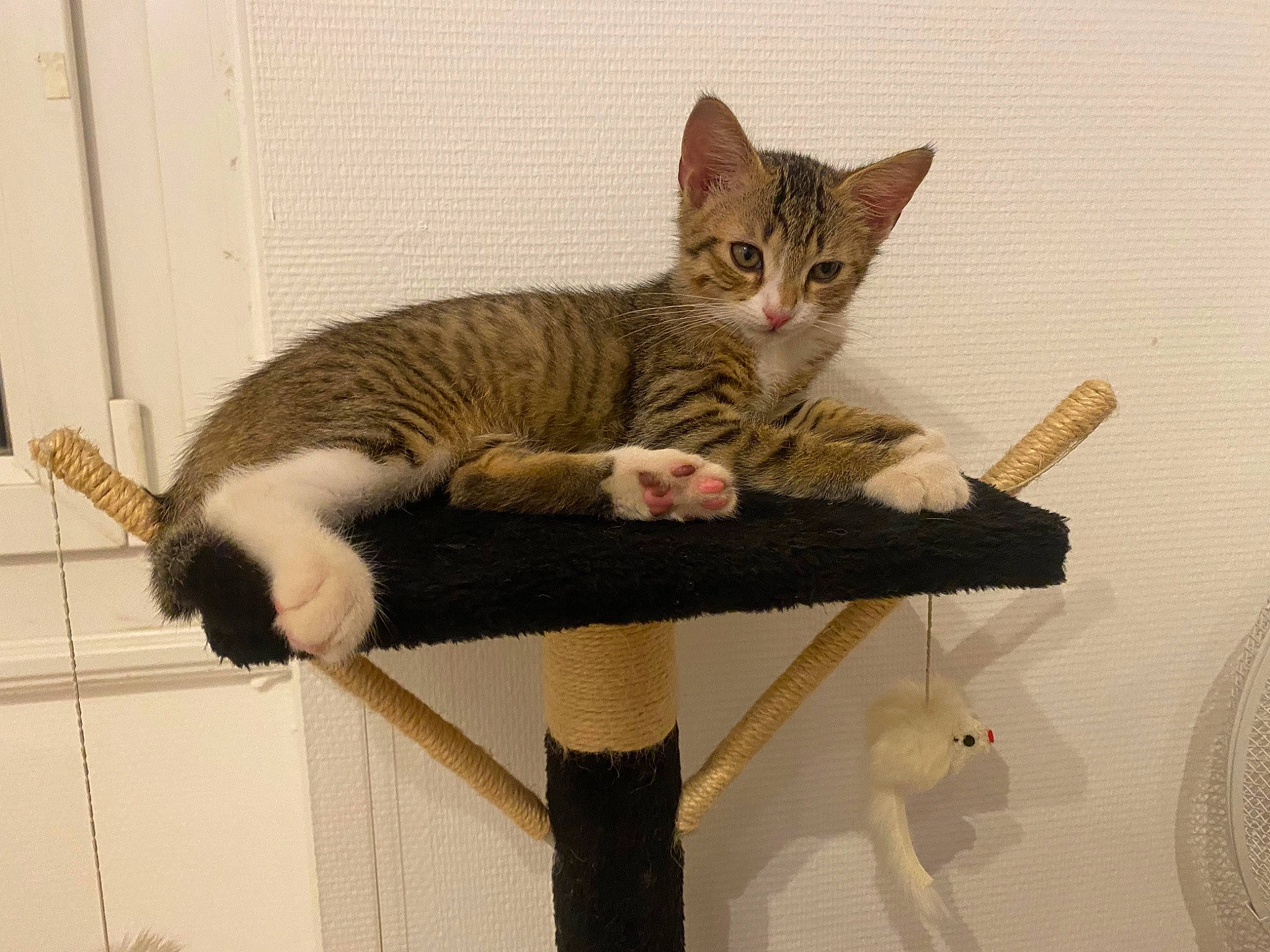 Tchoupi participe au concours pour gagner de l'argent avec cette photo : carnivore, cat, cat_furniture, cat_supply, claw, comfort, domestic_short_haired_cat, fawn, felidae, fur, paw, pet_supply, sitting, small_to_medium_sized_cats, snout, tail, thread, whiskers, wood