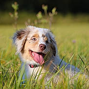 Ambre a rejoint le concours — aidez-le/la à gagner de superbes lots ! dog, puppy, grass, outdoor, nature, tongue, happy, animal, pet, canine, fur, collar, field, sunlight, muzzle, ears, playful, summer, tongue_out, closeup
