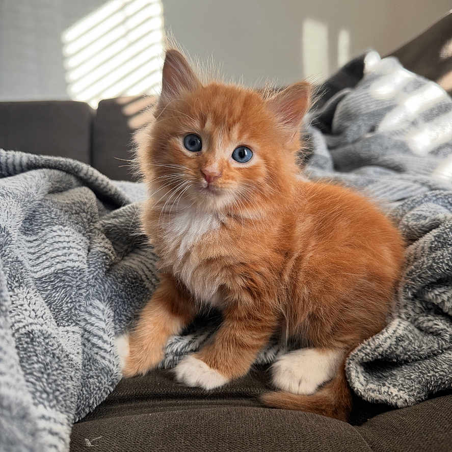 Chetifurus Cashmiri joined the competition — help win amazing prizes! kitten, cat, orange_cat, blue_eyes, fluffy, pet, cute, indoor, couch, blanket, cozy, soft, sunlight, window_blinds, fur, animal, young_cat, domestic_cat, resting, small