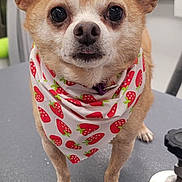 Rex joined the competition — help win amazing prizes! animal, bandana, brown, closeup, curious, cute, dog, ears, expression, face, fur, grooming_table, indoor, leash, pet, pink, small_dog, strawberry_pattern, table, white