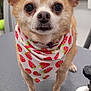 animal, bandana, brown, closeup, curious, cute, dog, ears, expression, face, fur, grooming_table, indoor, leash, pet, pink, small_dog, strawberry_pattern, table, white