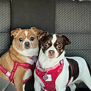 Kc And Coco joined the competition — help win amazing prizes! dog, small_dog, pet, car_interior, seat, harness, red_harness, brown_dog, white_dog, black_spot, animal, cute, looking_at_camera, two_dogs, indoor, vehicle, leash, companions, friendship, sitting