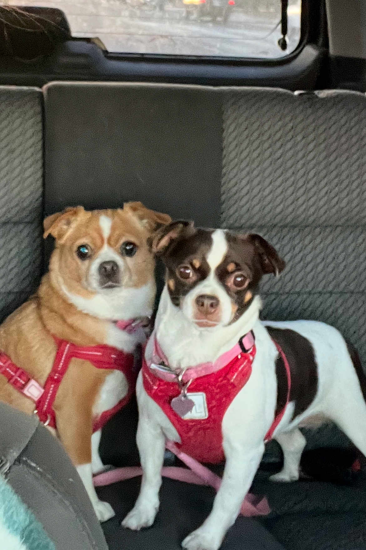 Kc And Coco joined the competition — help win amazing prizes! dog, small_dog, pet, car_interior, seat, harness, red_harness, brown_dog, white_dog, black_spot, animal, cute, looking_at_camera, two_dogs, indoor, vehicle, leash, companions, friendship, sitting