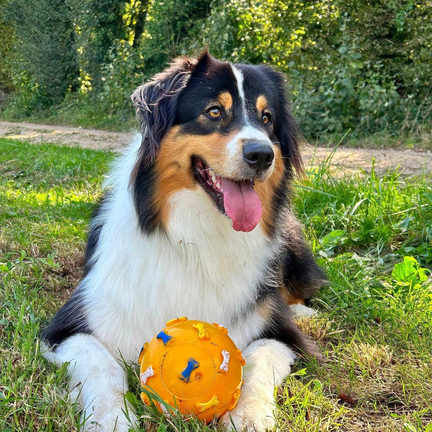 Tiago a rejoint le concours — aidez-le/la à gagner de superbes lots ! animal, ball, canine, dog, field, football, grass, grassland, nature, outdoors, pet, plant, puppy, soccer, soccerball, sphere, sport, tennis, tennisball, vegetation