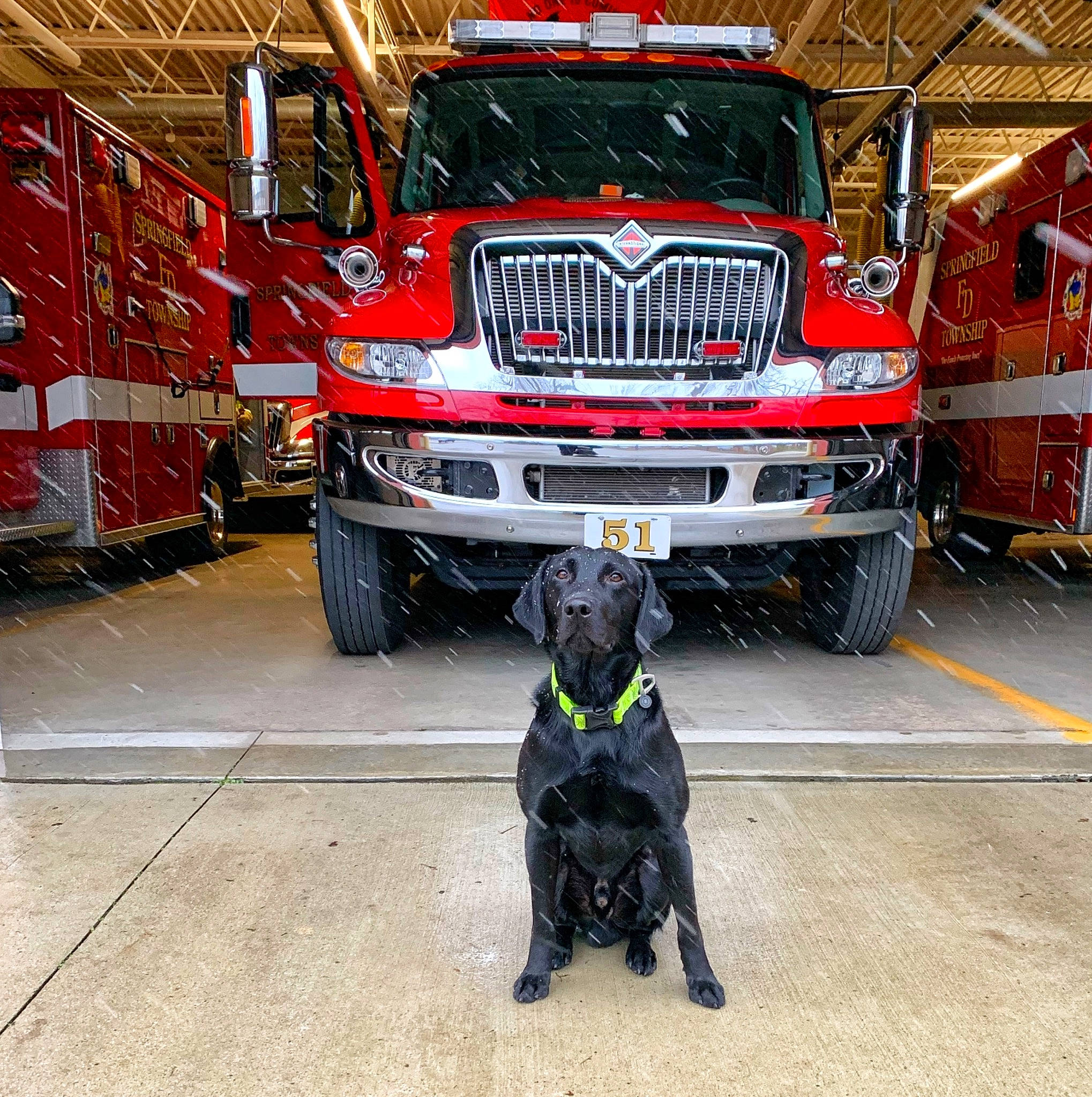 Darwin is registered to the contest to win money with this photo: auto_part, automotive_design, automotive_exterior, automotive_lighting, automotive_parking_light, automotive_tire, automotive_wheel_system, bumper, carnivore, dog, dog_breed, emergency_service, fender, grille, headlamp, hood, motor_vehicle, rim, service, sporting_group