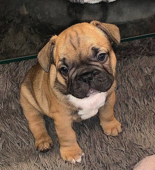 Kenzo joined the competition — help win amazing prizes! canidae, carnivore, companion_dog, dog, dog_breed, dog_supply, fawn, iris, mammal, non_sporting_group, pug, puggle, puppy, skin, snout, sporting_group, toy_dog, whiskers, working_animal, wrinkle