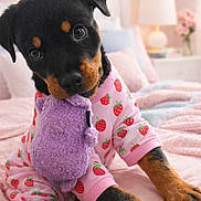 Khalessi is registered to the contest to win money with this photo: bed, bedroom, black_and_tan, blanket, close_up, cute, dog, flowers, lamp, nightstand, pajamas, paws, plush_toy, portrait, puppy, rottweiler, soft_lighting, strawberry_print, toy_in_mouth, young