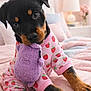 bed, bedroom, black_and_tan, blanket, close_up, cute, dog, flowers, lamp, nightstand, pajamas, paws, plush_toy, portrait, puppy, rottweiler, soft_lighting, strawberry_print, toy_in_mouth, young