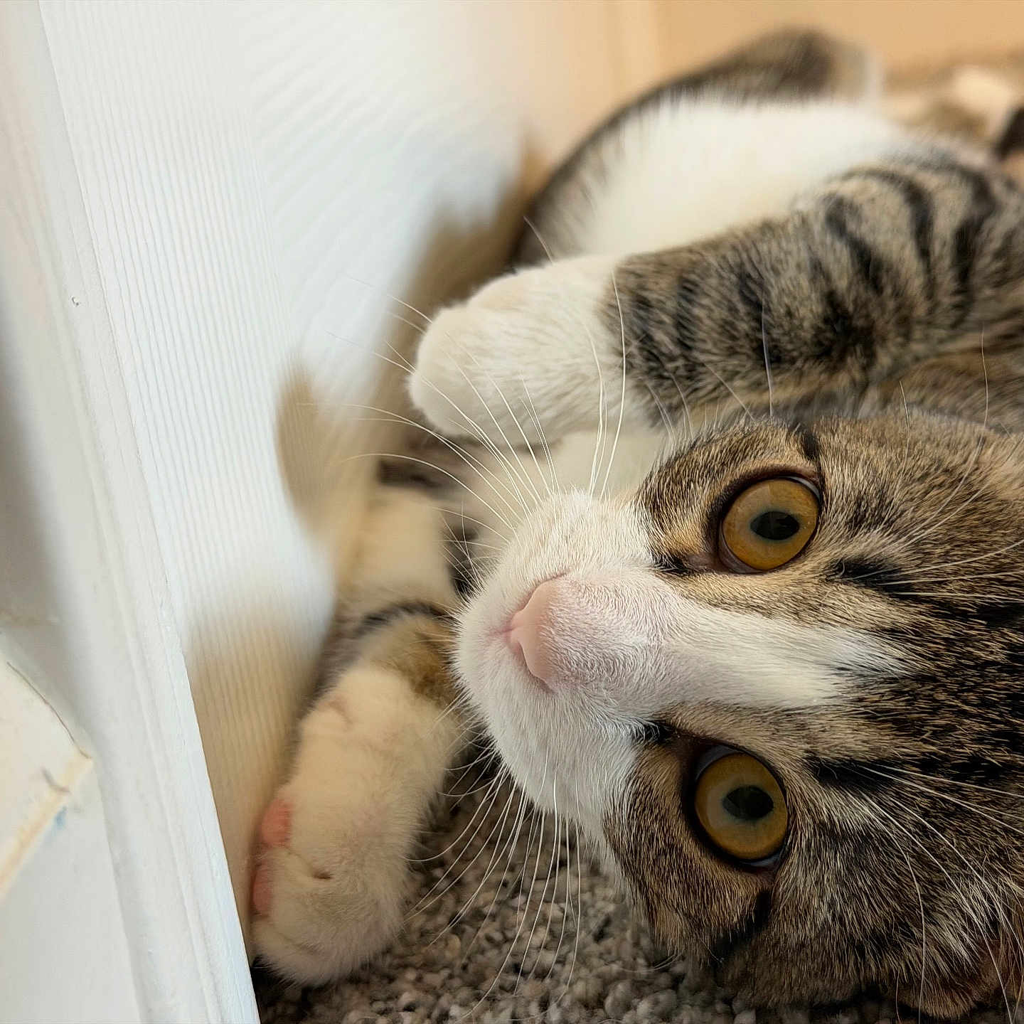 Tato is registered to the contest to win money with this photo: cat, pet, close_up, indoor, carpet, paw, whiskers, fur, playful, curious, animal, cute, tabby, white_paw, face, eyes, nose, resting, young_cat, soft_light