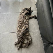 Nassau a rejoint le concours — aidez-le/la à gagner de superbes lots ! cat, feline, long_hair, fluffy, tiled_floor, indoor, couch, curtain, sleeping, stretched, pet, domestic_animal, paws, tail, fur, resting, relaxed, home_interior, sunlight, cozy