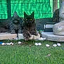 Nassau participe au concours pour gagner de l'argent avec cette photo : cat, longhaired_cat, black_cat, yellow_eyes, statue, garden, artificial_grass, pebbles, concrete, outdoor, green_mesh, fence, patio, stone_sculpture, paws, whiskers, sitting, portrait, mischievous, sunlit