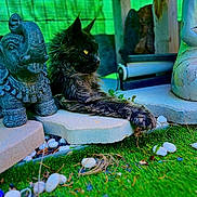 Nassau a rejoint le concours — aidez-le/la à gagner de superbes lots ! cat, black_cat, long_hair, feline, garden, statue, elephant_statue, bust_statue, green_backdrop, pebbles, concrete, paving_stone, grass, outdoor, lounging, yellow_eyes, paw, decorative, ornament, shaded