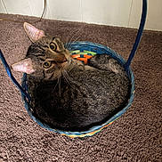 Apollo joined the competition — help win amazing prizes! animal, basket, brown, carpet, cat, cozy, curious, cute, domestic, ears, feline, floor, house, indoor, looking_up, pet, snug, tabby, whiskers, woven