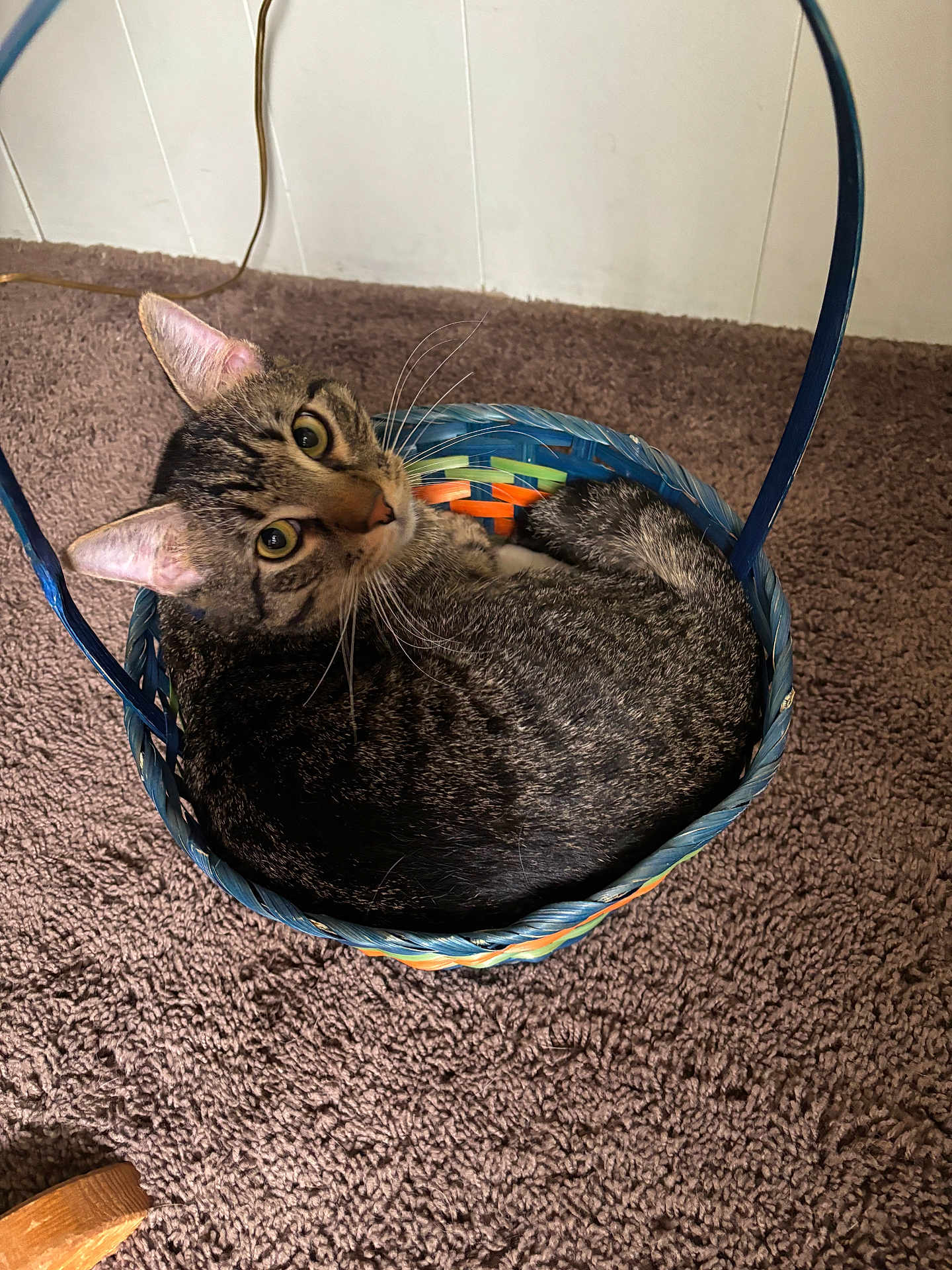 Apollo