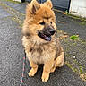 Vicky participe au concours pour gagner de l'argent avec cette photo : puppy, dog, fluffy, leash, side_view, outdoor, pavement, happy, tongue_out, brown_fur, cute, pet, young_dog, walk, canine, fence, greenery, sidewalk, sitting, daytime