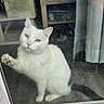 cat, white_cat, indoor, glass_door, paw, curtain, flooring, furniture, pet, animal, looking, window, curious, sitting, indoor_lighting, smudged_glass, whiskers, ears, tail, closeup
