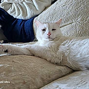 Domino is registered to the contest to win money with this photo: cat, white_cat, feline, pet, indoor, couch, blanket, stretching, relaxed, fur, paw, nose, whiskers, ears, home, cozy, texture, resting, animal, portrait
