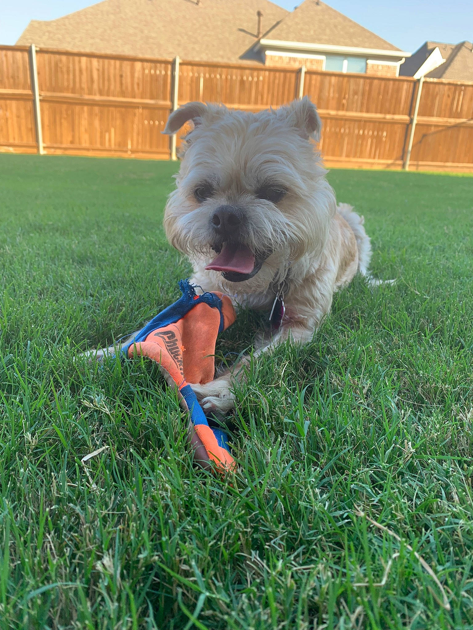 Izzy joined the competition — help win amazing prizes! cairn_terrier, canidae, carnivore, companion_dog, dog, dog_breed, glen_of_imaal_terrier, grass, mammal, norwich_terrier, rare_breed_dog, small_terrier, sporting_group, sporting_lucas_terrier, terrier, vertebrate, west_highland_white_terrier