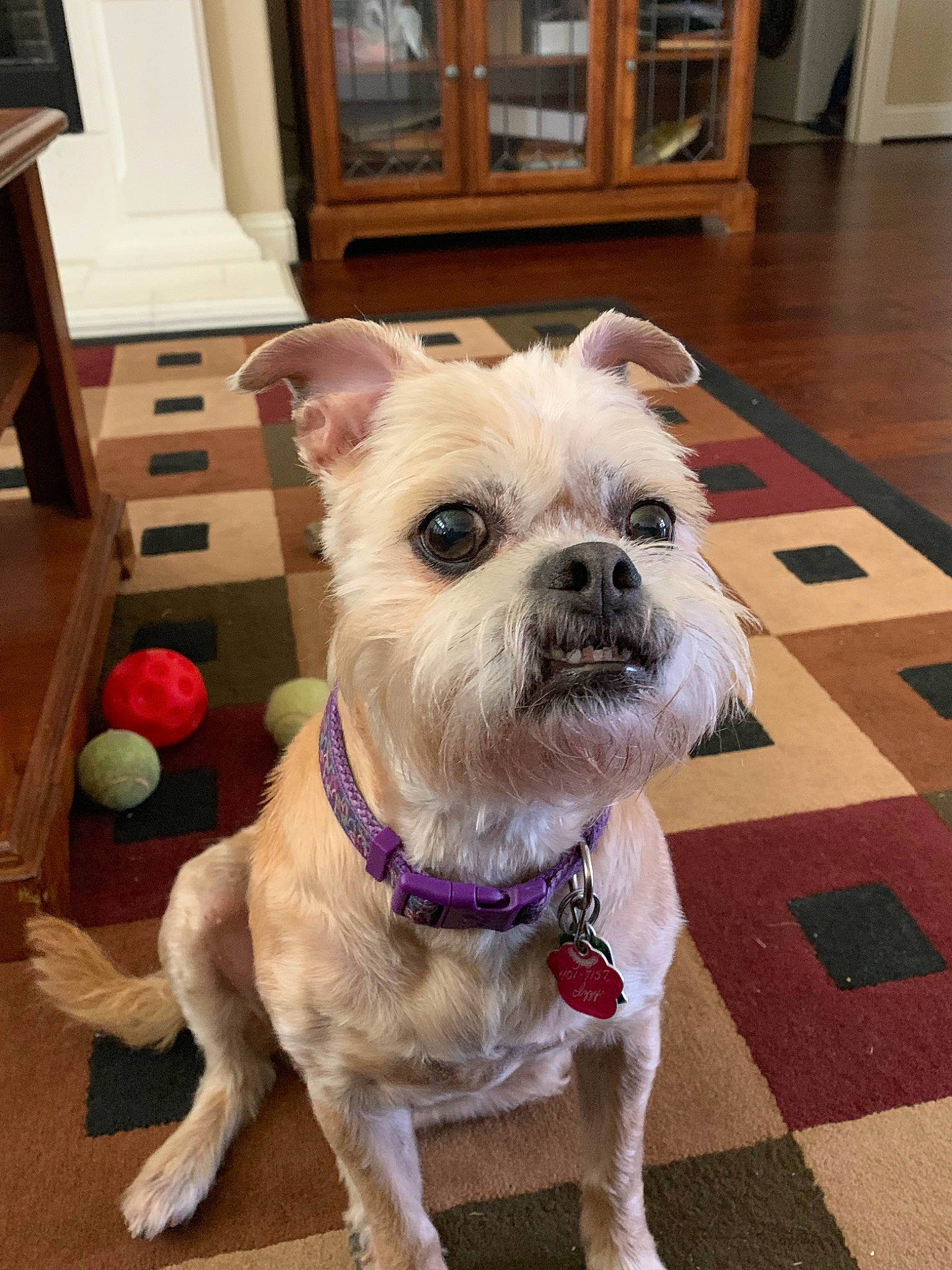 Izzy joined the competition — help win amazing prizes! cairn_terrier, canidae, carnivore, companion_dog, dog, dog_breed, dog_collar, fawn, fur, mammal, morkie, non_sporting_group, pug, puppy, rare_breed_dog, snout, sporting_group, toy_dog, vertebrate