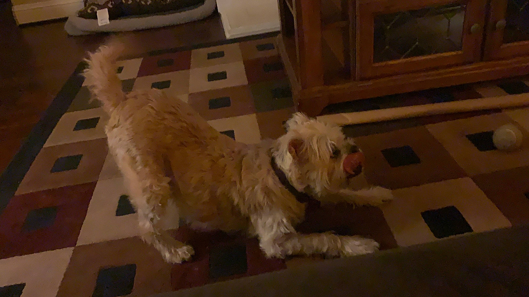 Izzy joined the competition — help win amazing prizes! cairn_terrier, canidae, carnivore, cockapoo, dog, dog_breed, dutch_smoushond, flooring, glen_of_imaal_terrier, irish_soft_coated_wheaten_terrier, maltese, mammal, schnoodle, small_terrier, sporting_group, sporting_lucas_terrier, terrier, tibetan_terrier, vertebrate, west_highland_white_terrier